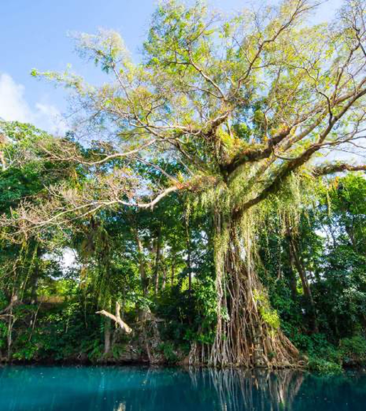 Banyan over a blue hole