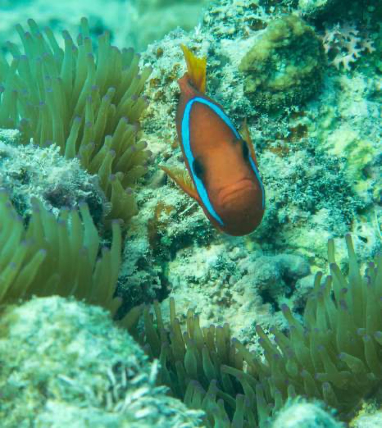 Reef