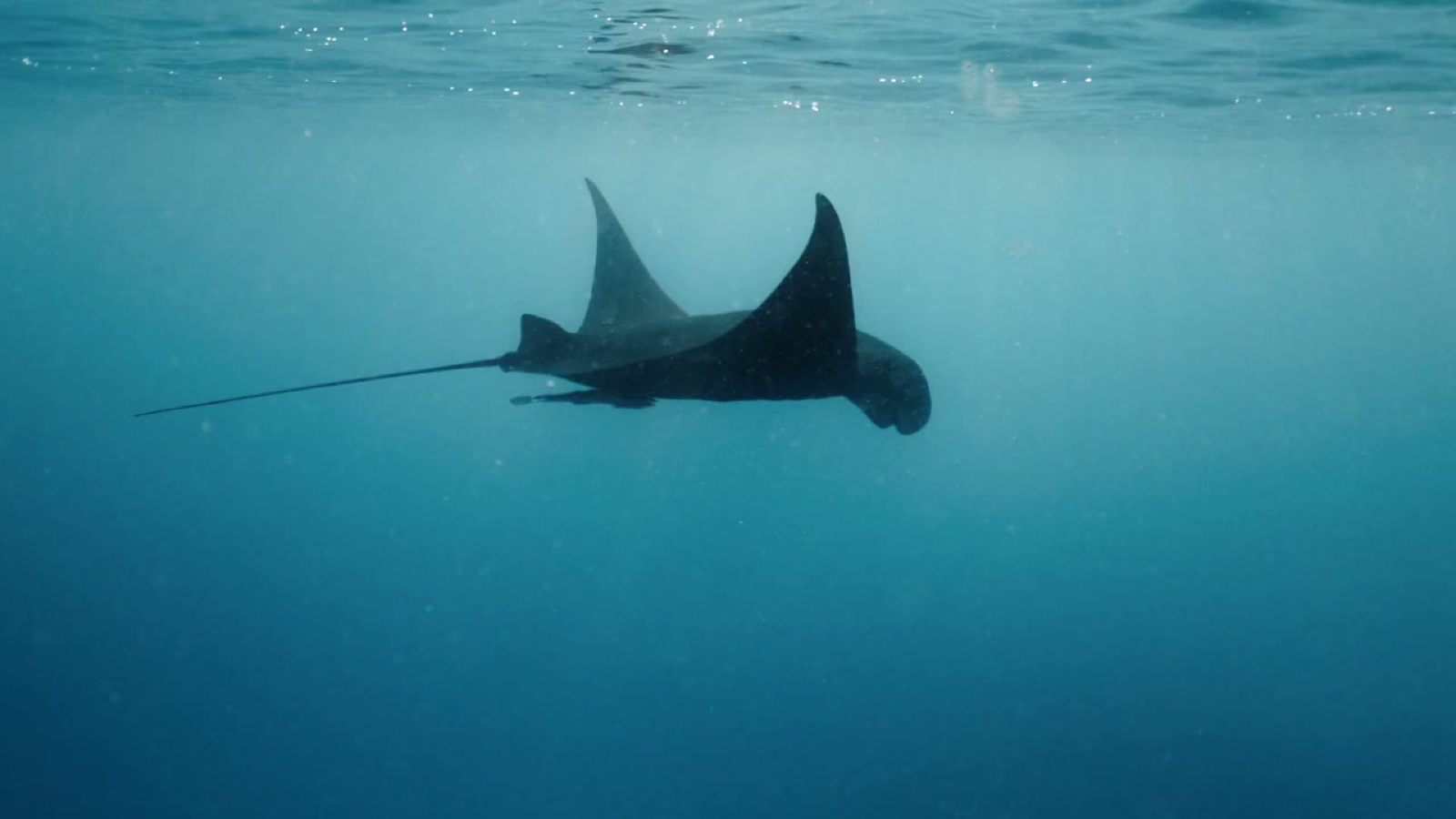 Manta ray gliding underwater